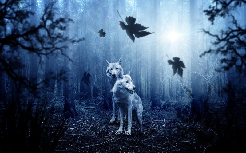 Mystical Forest