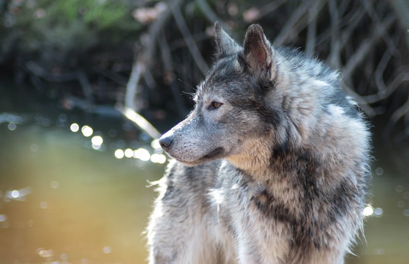Werewolf